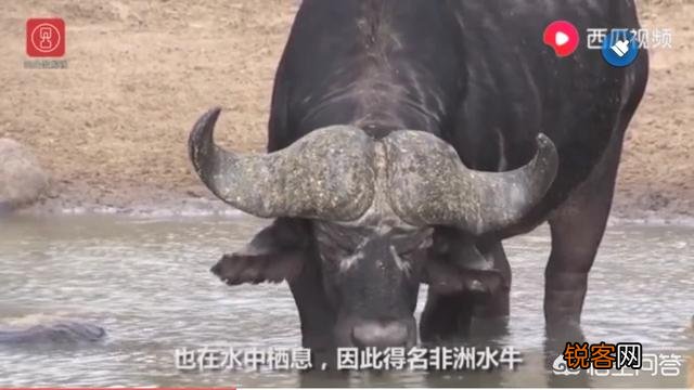 非洲水牛VS白肢野牛谁厉害呢？