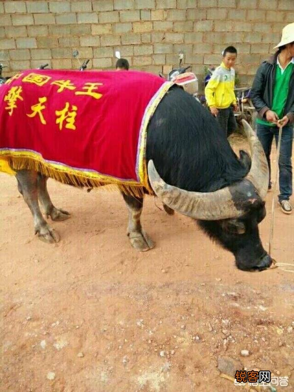 非洲水牛VS白肢野牛谁厉害呢？
