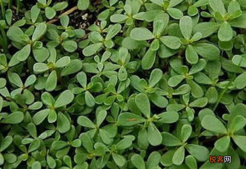 马齿苋会影响月经吗