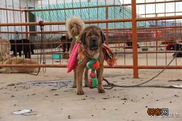 藏獒和高加索谁更凶猛？