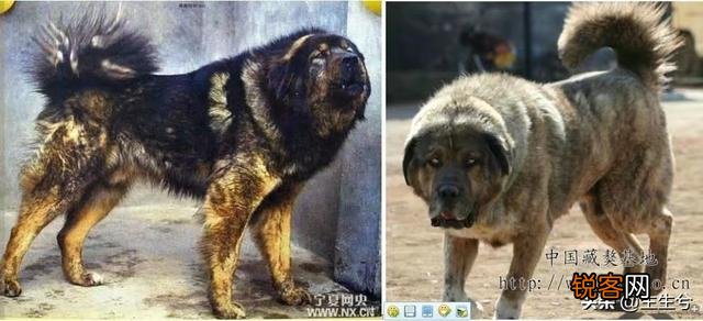 藏獒和高加索谁更凶猛？