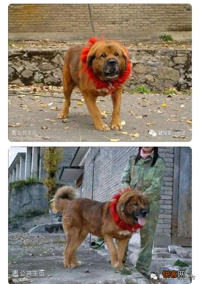 藏獒和高加索谁更凶猛？