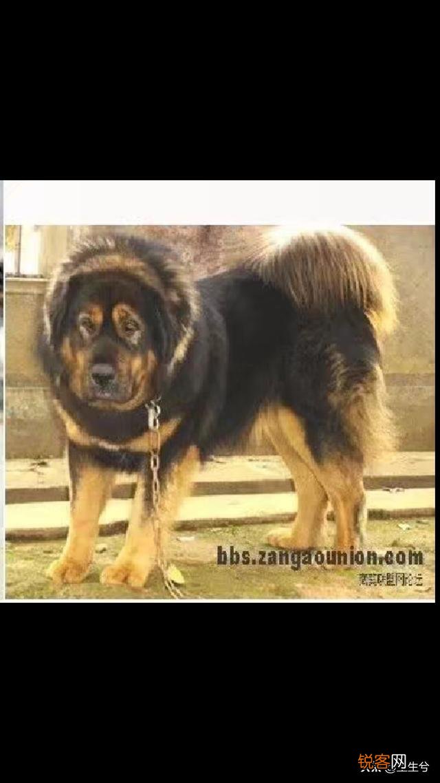 藏獒和高加索谁更凶猛？