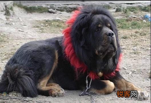 藏獒和高加索谁更凶猛？