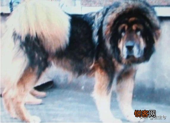 藏獒和高加索谁更凶猛？