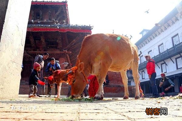 尼泊尔崇拜牛,为何又杀牛？