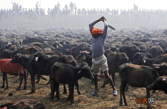 尼泊尔崇拜牛,为何又杀牛？