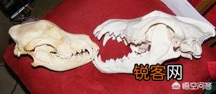 成年的北美大灰狼有多么厉害？可以打得过比特犬吗？为什么？