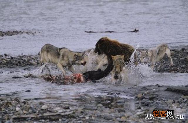 成年的北美大灰狼有多么厉害？可以打得过比特犬吗？为什么？