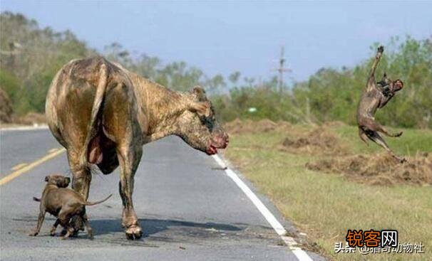 成年的北美大灰狼有多么厉害？可以打得过比特犬吗？为什么？