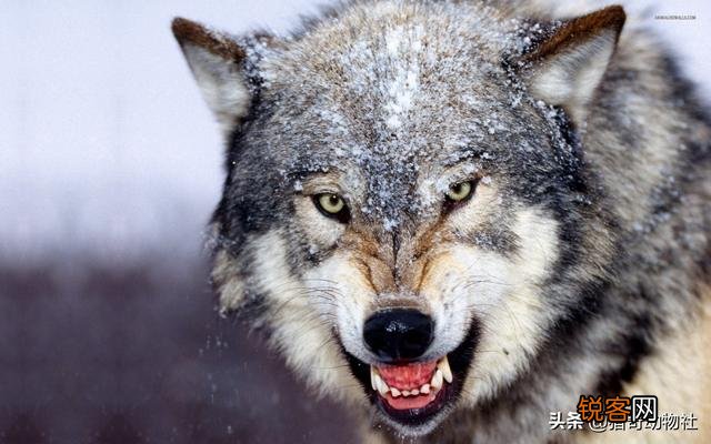 成年的北美大灰狼有多么厉害？可以打得过比特犬吗？为什么？