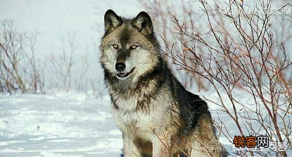 成年的北美大灰狼有多么厉害？可以打得过比特犬吗？为什么？