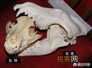 成年的北美大灰狼有多么厉害？可以打得过比特犬吗？为什么？