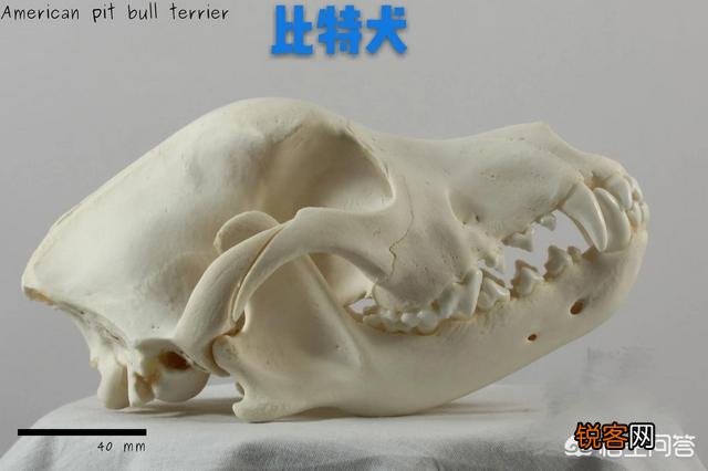 成年的北美大灰狼有多么厉害？可以打得过比特犬吗？为什么？