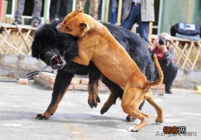 成年的北美大灰狼有多么厉害？可以打得过比特犬吗？为什么？