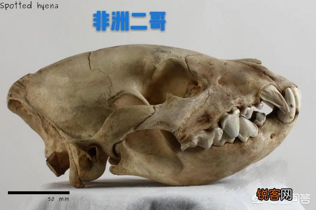 成年的北美大灰狼有多么厉害？可以打得过比特犬吗？为什么？