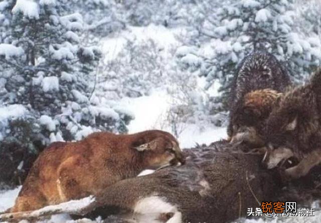 成年的北美大灰狼有多么厉害？可以打得过比特犬吗？为什么？