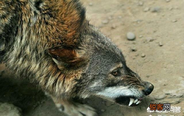 成年的北美大灰狼有多么厉害？可以打得过比特犬吗？为什么？