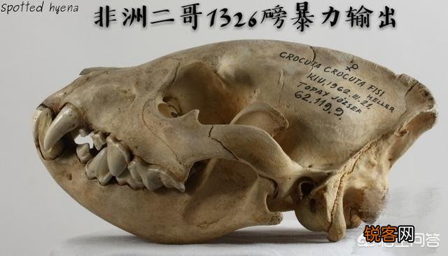 成年的北美大灰狼有多么厉害？可以打得过比特犬吗？为什么？