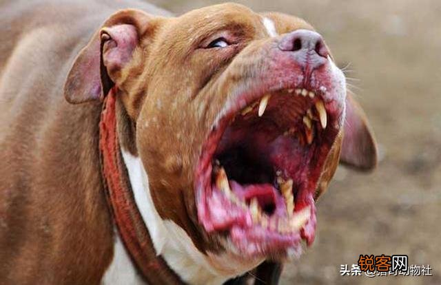 成年的北美大灰狼有多么厉害？可以打得过比特犬吗？为什么？