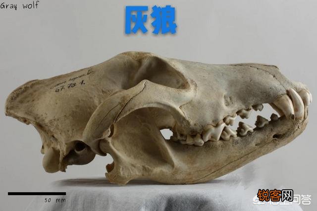 成年的北美大灰狼有多么厉害？可以打得过比特犬吗？为什么？