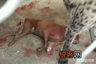 成年的北美大灰狼有多么厉害？可以打得过比特犬吗？为什么？