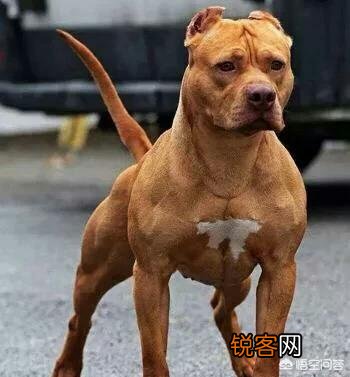成年的北美大灰狼有多么厉害？可以打得过比特犬吗？为什么？