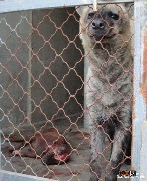 成年的北美大灰狼有多么厉害？可以打得过比特犬吗？为什么？