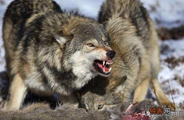 成年的北美大灰狼有多么厉害？可以打得过比特犬吗？为什么？