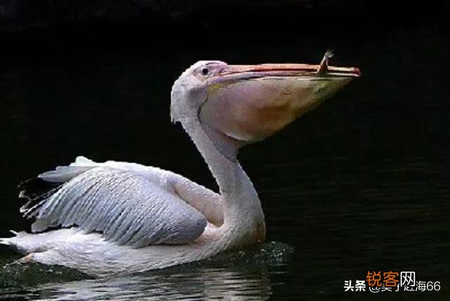 看到一些报纸报道野生动物数量不多了,现在有多少动物受到危险？
