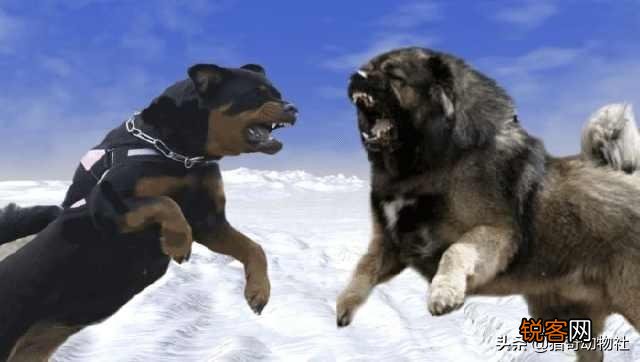 高加索犬能够击败北美灰狼吗？