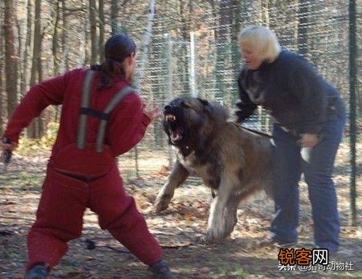 高加索犬能够击败北美灰狼吗？