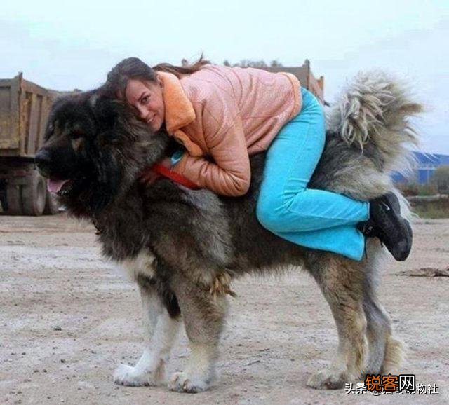 高加索犬能够击败北美灰狼吗？