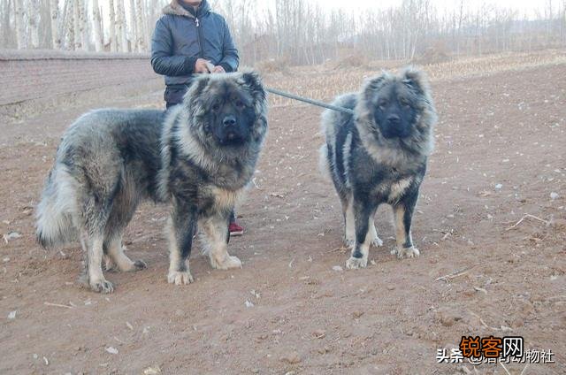 高加索犬能够击败北美灰狼吗？