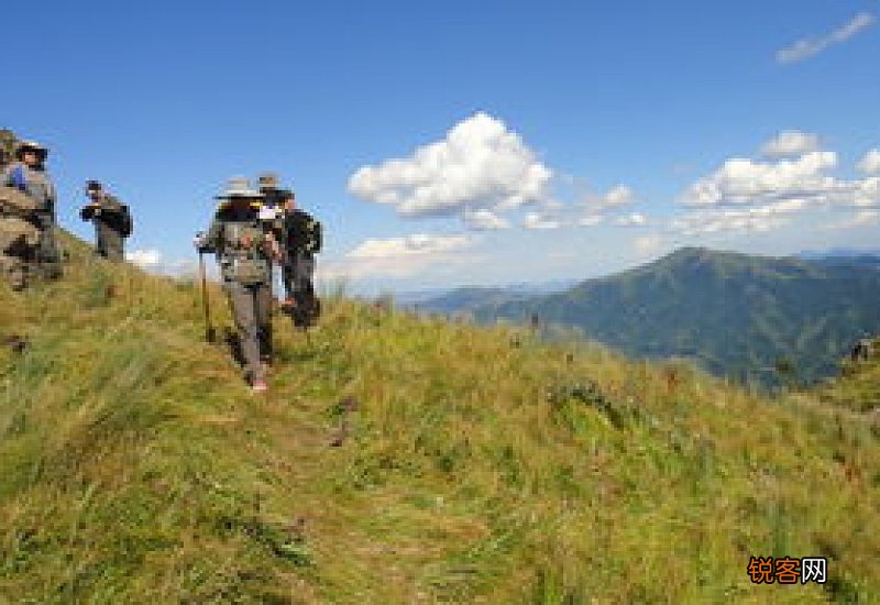 五指毛桃可以直接煮水喝吗