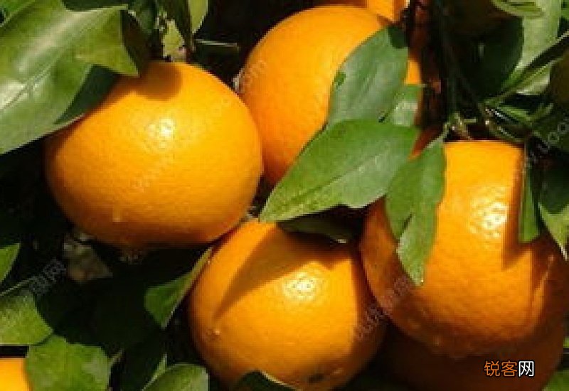 橘子可以醒酒吗 酒后吃橘子能醒酒吗