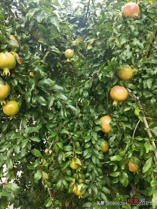 山东淄博人的酒桌礼仪有哪些？