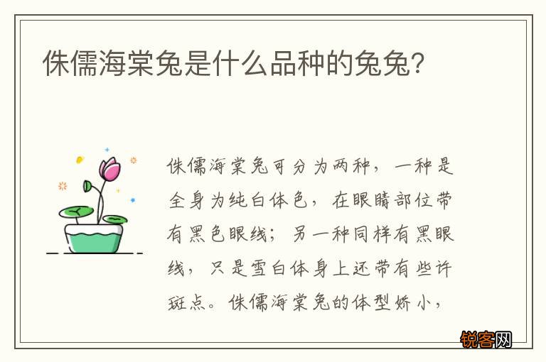 侏儒海棠兔是什么品种的兔兔？