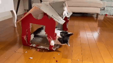 养猫火葬场的四种猫咪 暹罗猫的价格和图片
