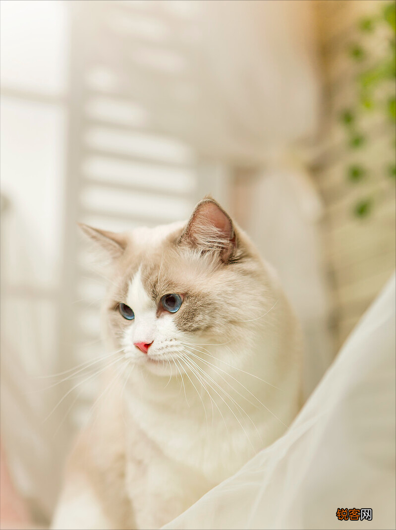 养猫火葬场的四种猫咪 暹罗猫的价格和图片