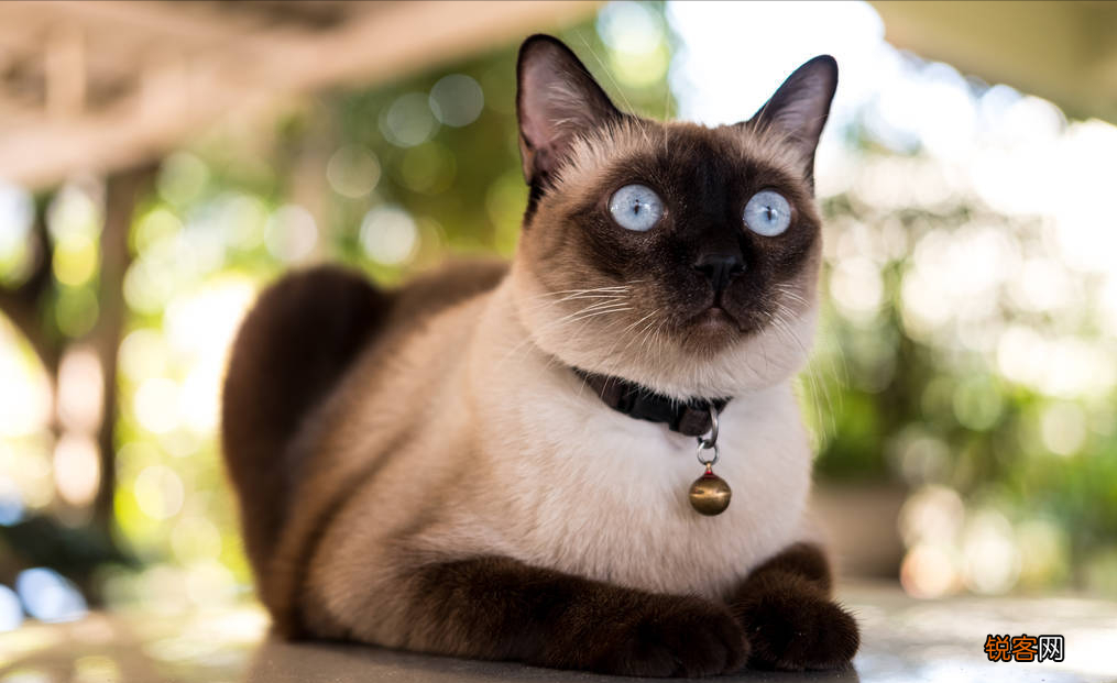 养猫火葬场的四种猫咪 暹罗猫的价格和图片
