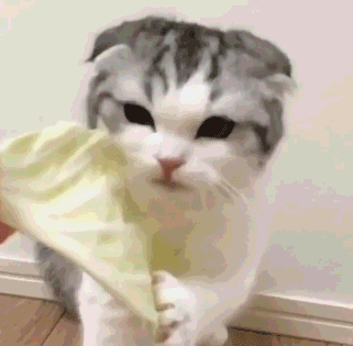 养猫火葬场的四种猫咪 暹罗猫的价格和图片