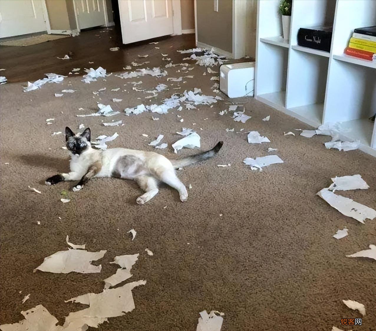 养猫火葬场的四种猫咪 暹罗猫的价格和图片