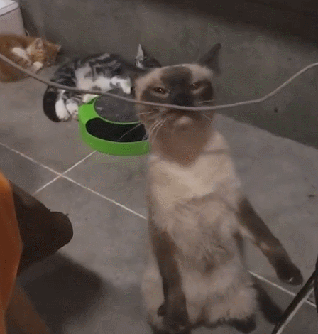 养猫火葬场的四种猫咪 暹罗猫的价格和图片