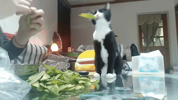 养猫火葬场的四种猫咪 暹罗猫的价格和图片