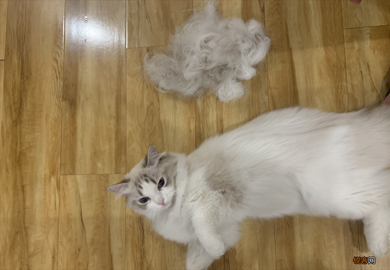 养猫火葬场的四种猫咪 暹罗猫的价格和图片