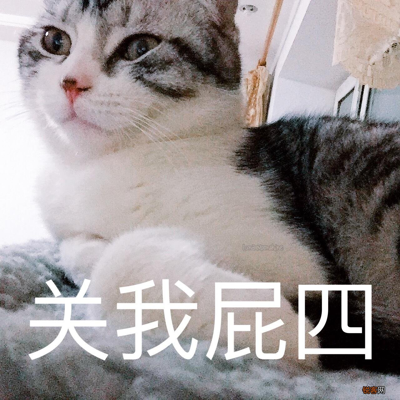 养猫火葬场的四种猫咪 暹罗猫的价格和图片