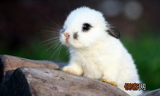 侏儒海棠兔怎么养？侏儒海棠兔吃什么？