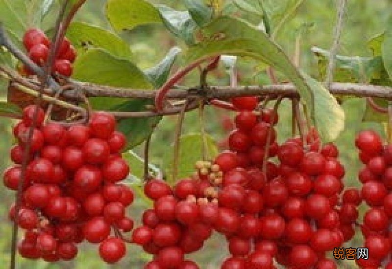 哪四种人不宜喝五味子