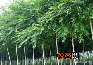 榆树分布在广东什么地方？